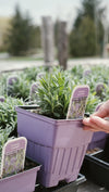 L'entretien des plants de lavande à la Maison || Care of lavender plants at home