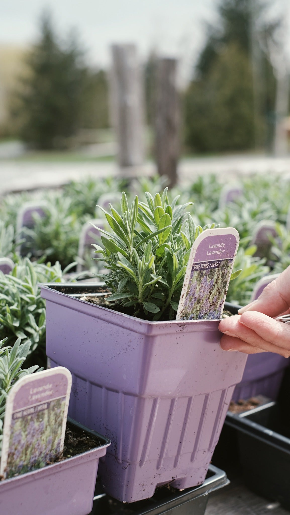 L'entretien des plants de lavande à la Maison || Care of lavender plants at home