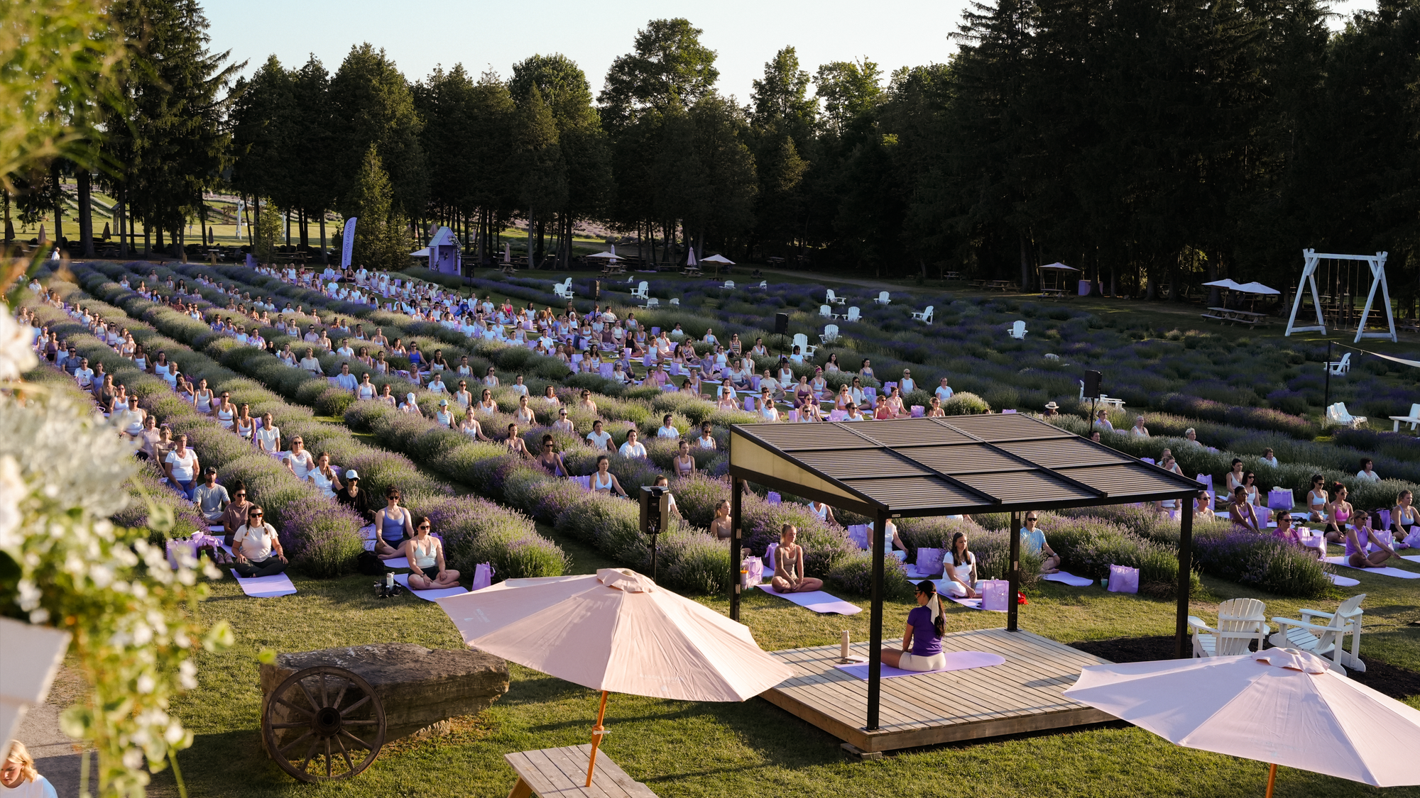 Evenement yoga en pleine floraison - La Maison Lavande juillet 2026