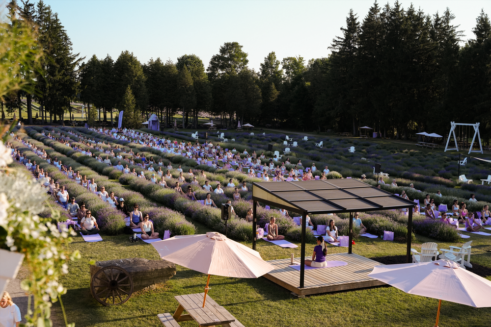 Evenement yoga en pleine floraison - LA Maison Lavande juillet 2026