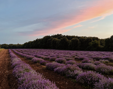Visit our Lavender Field near Montreal, Quebec | Maison Lavande