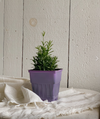 Lavender Plant