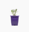 Lavender Plant