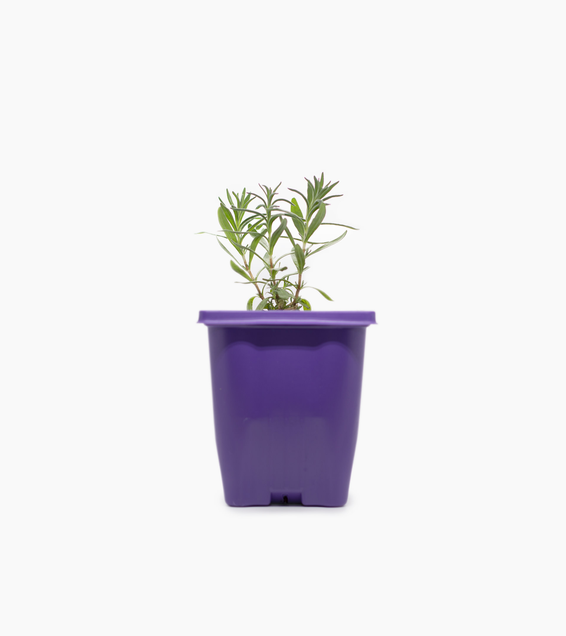 Lavender Plant